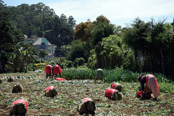 As pessoas trabalham em campo — Fotografia de Stock