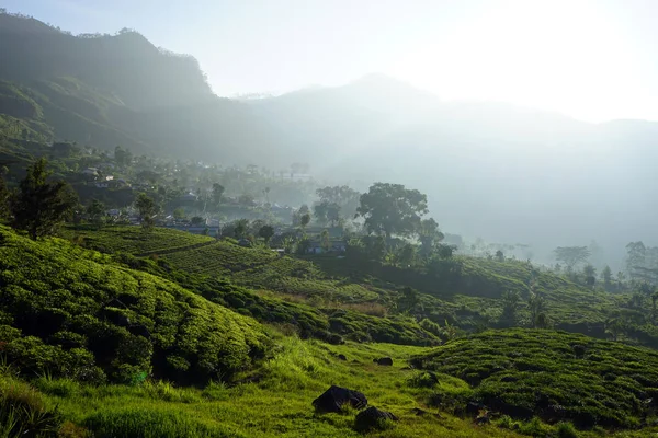 Teeplantage auf den Hügeln — Stockfoto