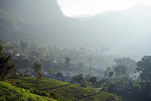 Plantación de té en las colinas —  Fotos de Stock