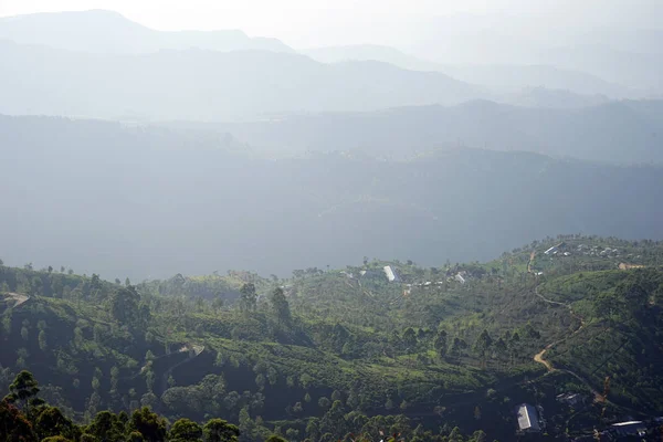 Plantação de chá nas colinas — Fotografia de Stock