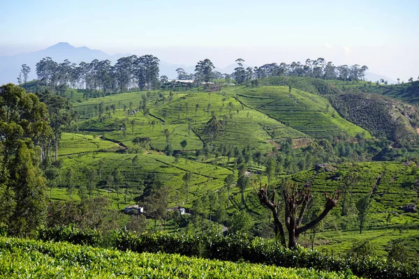 Piantagione di tè sulle colline — Foto Stock