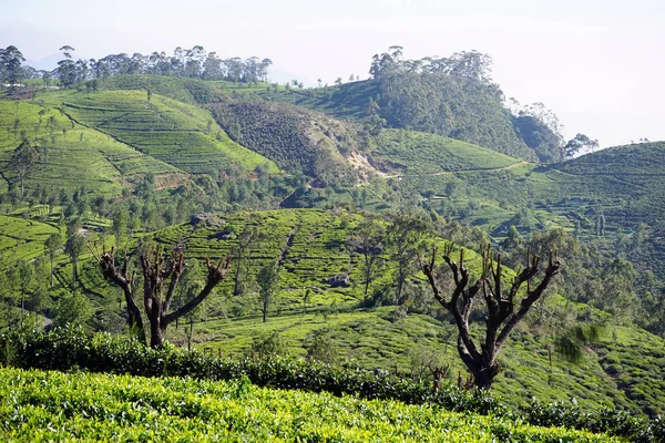 Plantación de té en las colinas —  Fotos de Stock