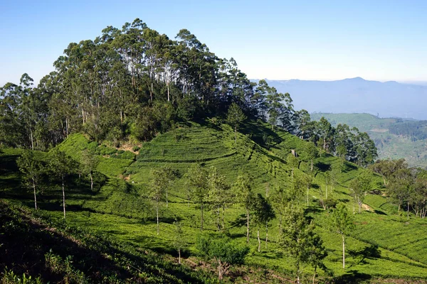 茶园在山岗上， — 图库照片