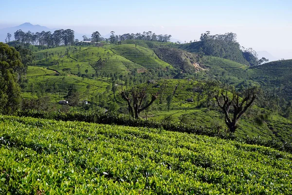 Чайная плантация на холмах — стоковое фото