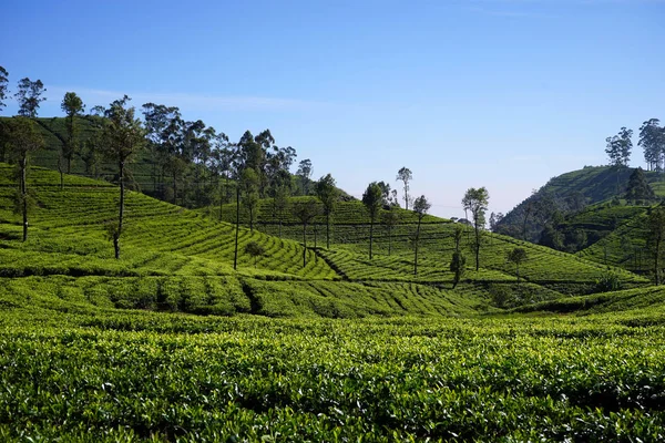 Plantacja herbaty na wzgórzach — Zdjęcie stockowe