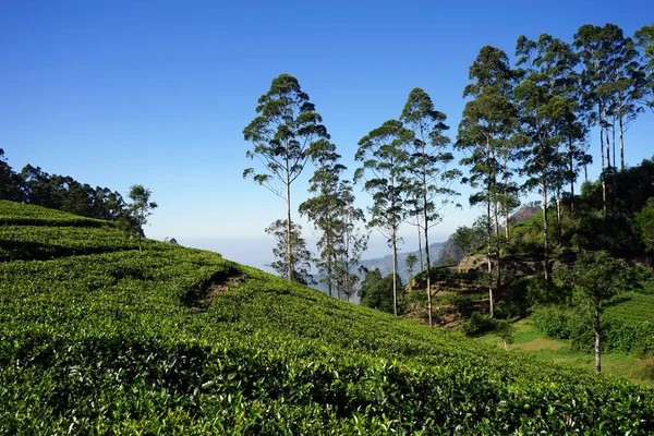 Tea plantation on the hills — Stock Photo, Image