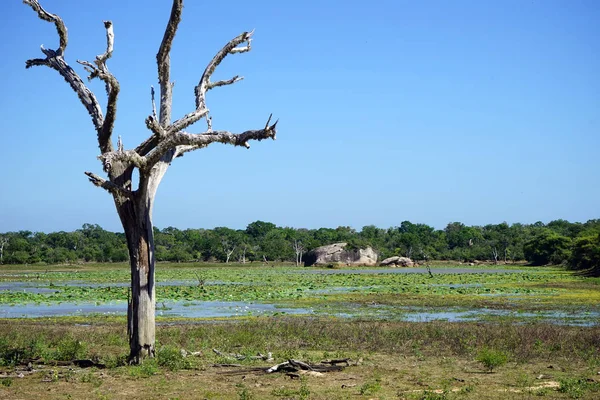 Trockener Baum und See — Stockfoto