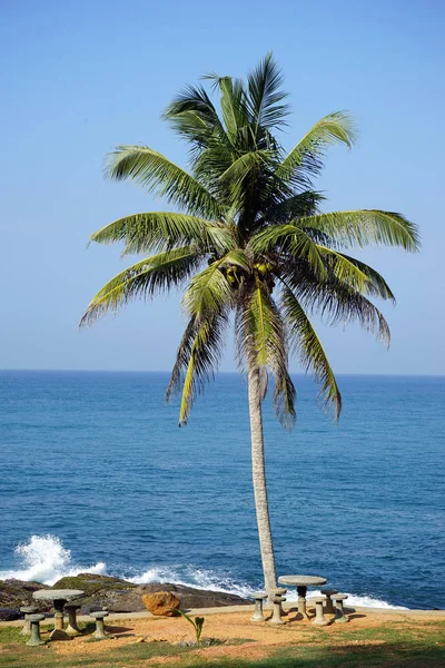 Konkreta tabeller och palm tree — Stockfoto