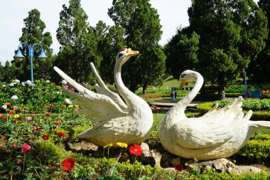 Çiçek bahçesinde Kuğu