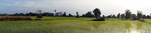 Panorama of rice field — Stock Photo, Image