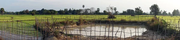 Panorama pola ryżu — Zdjęcie stockowe