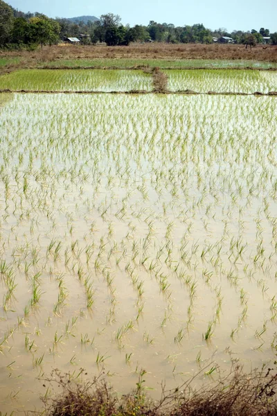 田んぼを水します。 — ストック写真