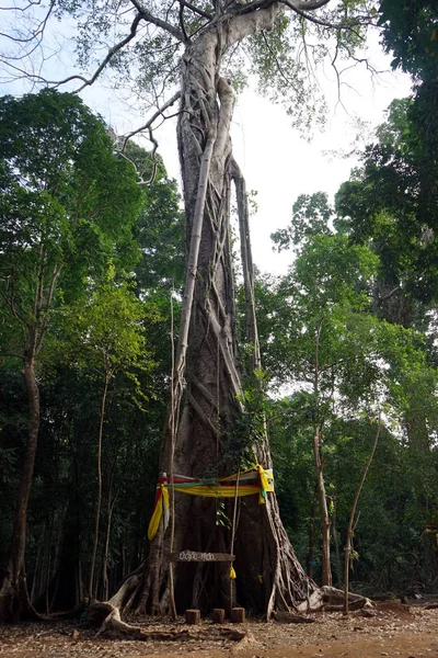 Buddhistischer Sakralbaum — Stockfoto