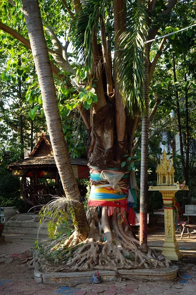 Bodhi trädet i kloster — Stockfoto