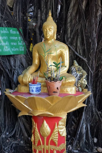 Boeddha onder boom — Stockfoto