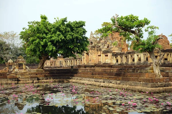 Pond with lotuses — Stock Photo, Image