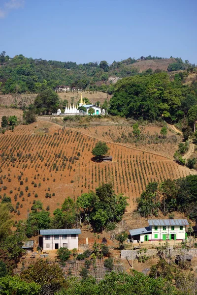 Stupas och teplantage — Stockfoto