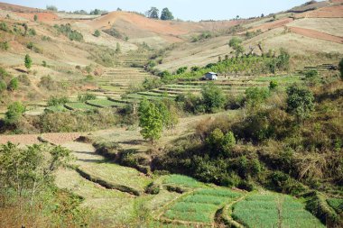 Myanmar 'daki pirinç tarlası