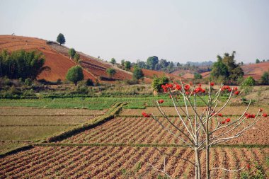 Bush ve arka plan alanları üzerinde