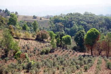 Çay plantasyon Myanmar