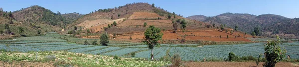 Vista de campos de repolho — Fotografia de Stock