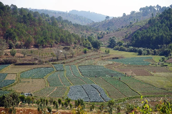 Fields in the hills — Stock Photo, Image