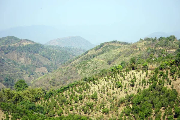 Plantations de thé dans les hauts plateaux — Photo