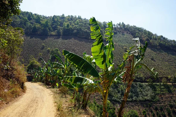 Arbustos de bananas ao longo da estrada — Fotografia de Stock