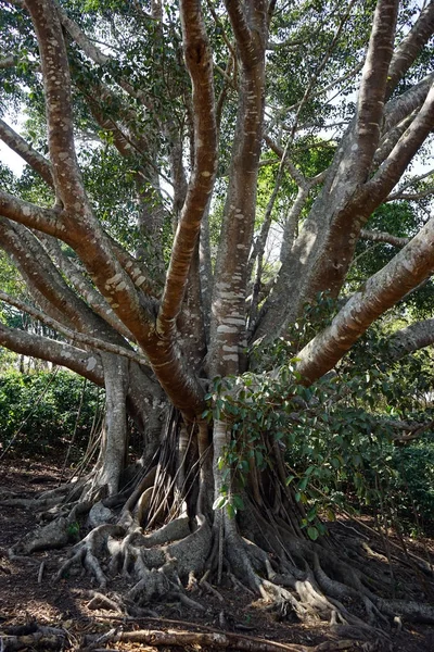 Árbol de Bodhi en Myanmar — Foto de Stock