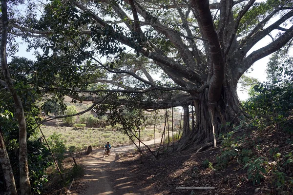 Drzewo Bodhi w Myanmar — Zdjęcie stockowe