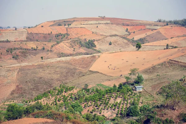 Kleurrijke velden in Myanmar — Stockfoto