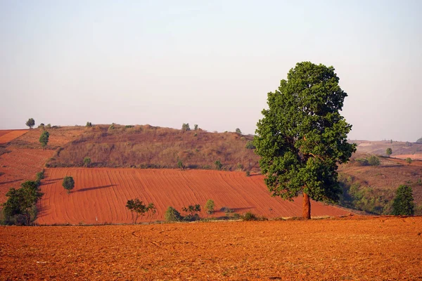 Barevné pole v Myanmaru — Stock fotografie