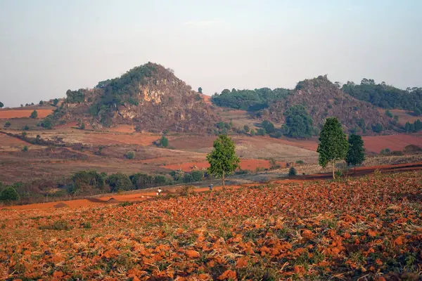 Campos coloridos en MYanmar —  Fotos de Stock