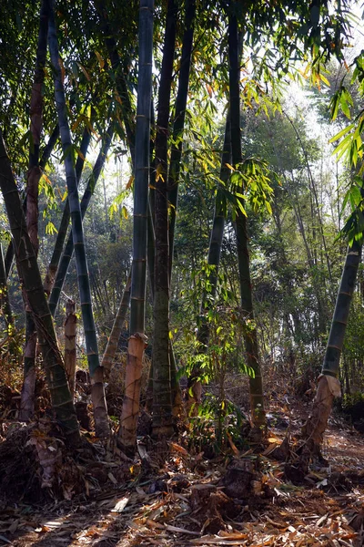 Bambù nella foresta — Foto Stock