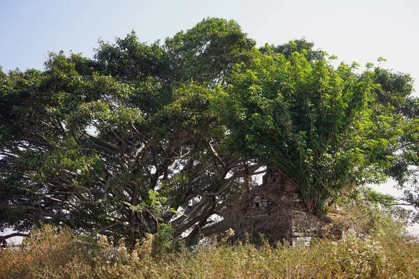 Bodhi trädet — Stockfoto