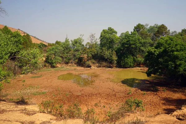 Pond near the trees — Stock Photo, Image