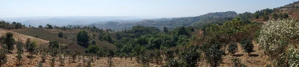 Чайная плантация Мьянмы — стоковое фото