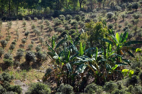 Teeplantage in Myanmar — Stockfoto