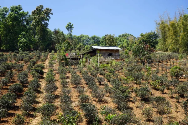 Çay plantasyon Myanmar — Stok fotoğraf