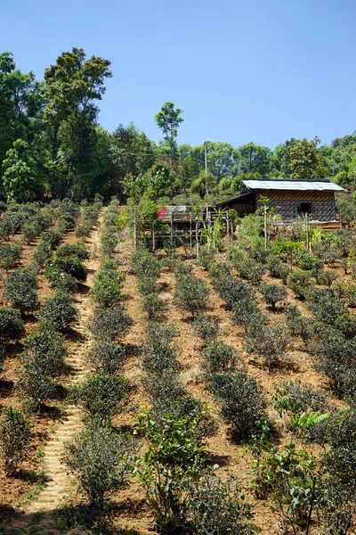 在缅甸的茶叶种植园 — 图库照片