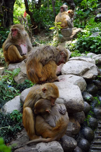 Monkeys in the park — Stock Photo, Image