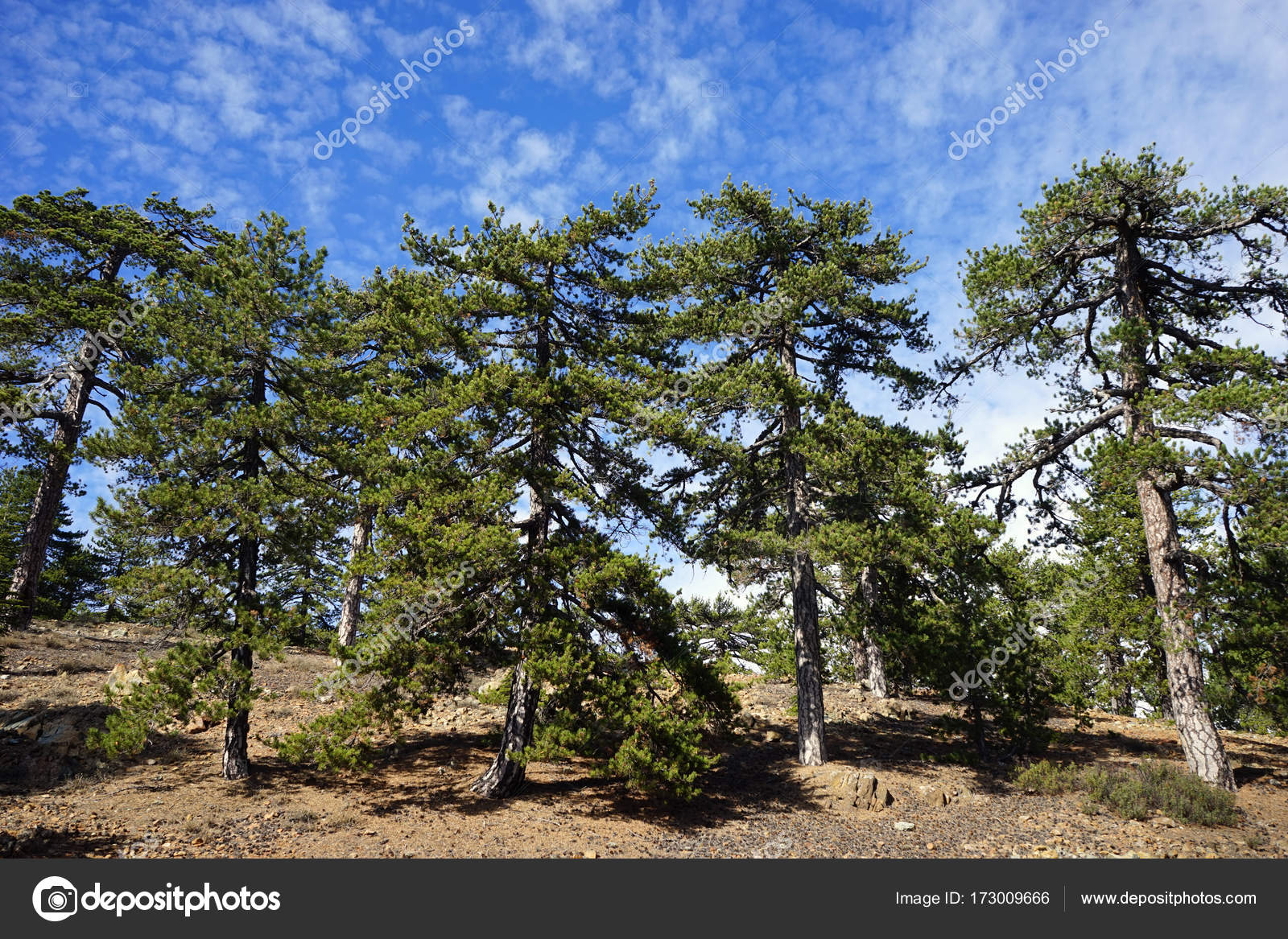 Big pine trees — Stock Photo © shanin 173009666