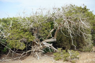 Büyük ağaç ve çalı