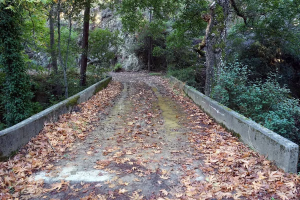 Jembatan beton di hutan. — Stok Foto