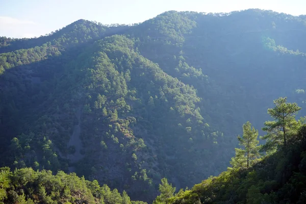 Lasu, w góry — Zdjęcie stockowe