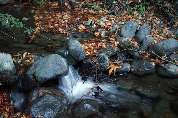 Tavaszi, az őszi erdő — Stock Fotó