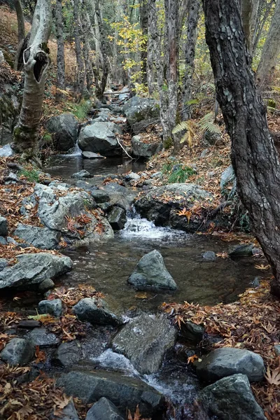 Río en el bosque — Foto de Stock