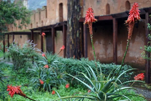 Flower and wall