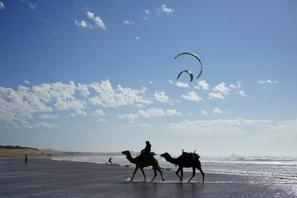 Kamelen en kite serfers — Stockfoto