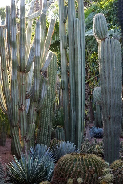 Cactus alti — Foto Stock